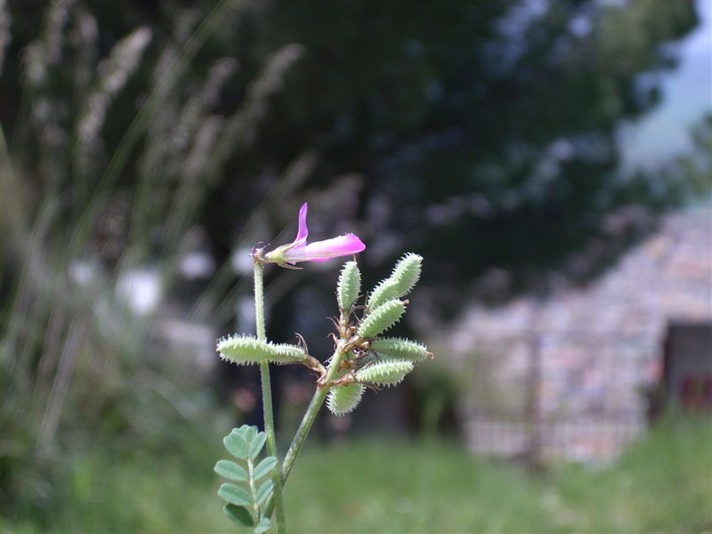 Sulla capitata (=Hedysarum glomeratum) / Sulla glomerata